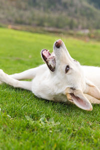 Close-up of dog lying on grass