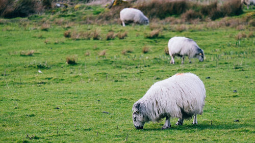 Sheep grazing on grassy field