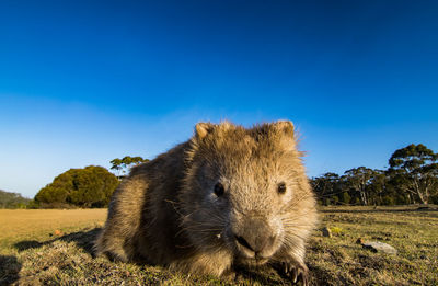 Close-up of animal on field against clear blue sky