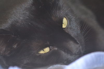 Close-up portrait of black cat