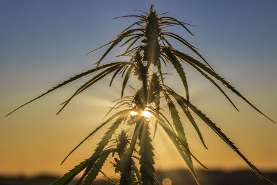 Close-up of stalks against sky at sunset