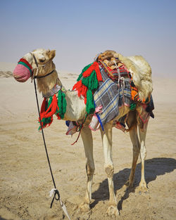 View of a horse on sand