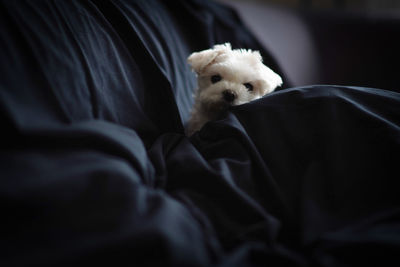 Close-up of dog lying on bed