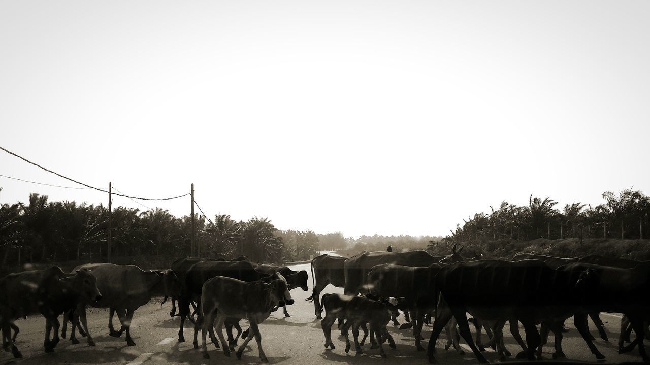 animal themes, domestic animals, livestock, clear sky, mammal, horse, copy space, fence, herbivorous, cow, field, landscape, working animal, medium group of animals, grazing, standing, tree, nature, rural scene