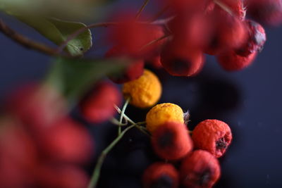 Close-up of berries growing on plant