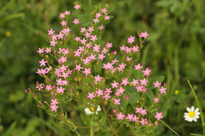 Close-up of pink flowering plants