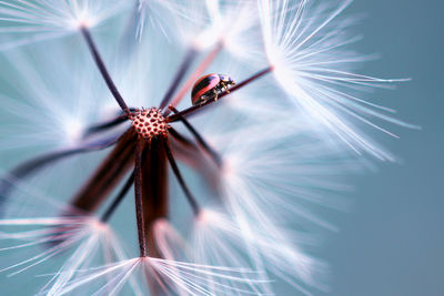 Close-up of dandelion against white wall