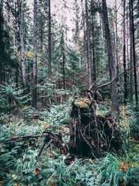 Trees growing in forest