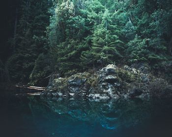 Scenic view of waterfall in forest