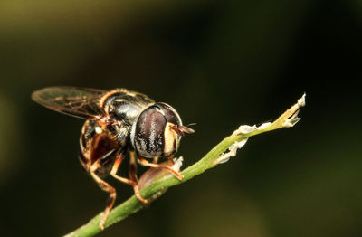 Close-up of insect on plant