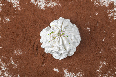 High angle view of white flowering plant