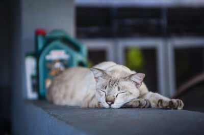 Close-up of cat resting on retaining wall