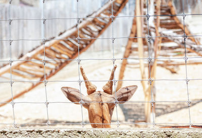 Deer in a zoo