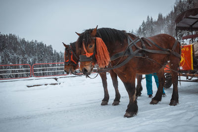Horse cart on snow field against clear sky