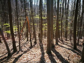 Close-up of trees in forest