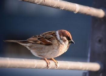 Close-up of sparrow perching on railing