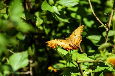 Close-up of butterfly pollinating on leaves