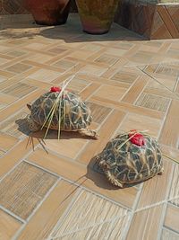 High angle view of potted plant on table