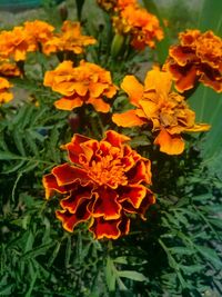 Close-up of yellow flower