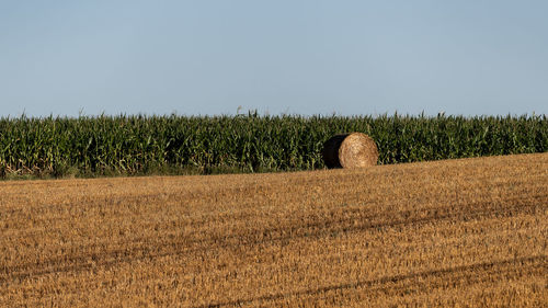 Crops growing on field against clear sky