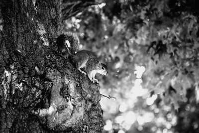 Low angle view of squirrel perching on tree