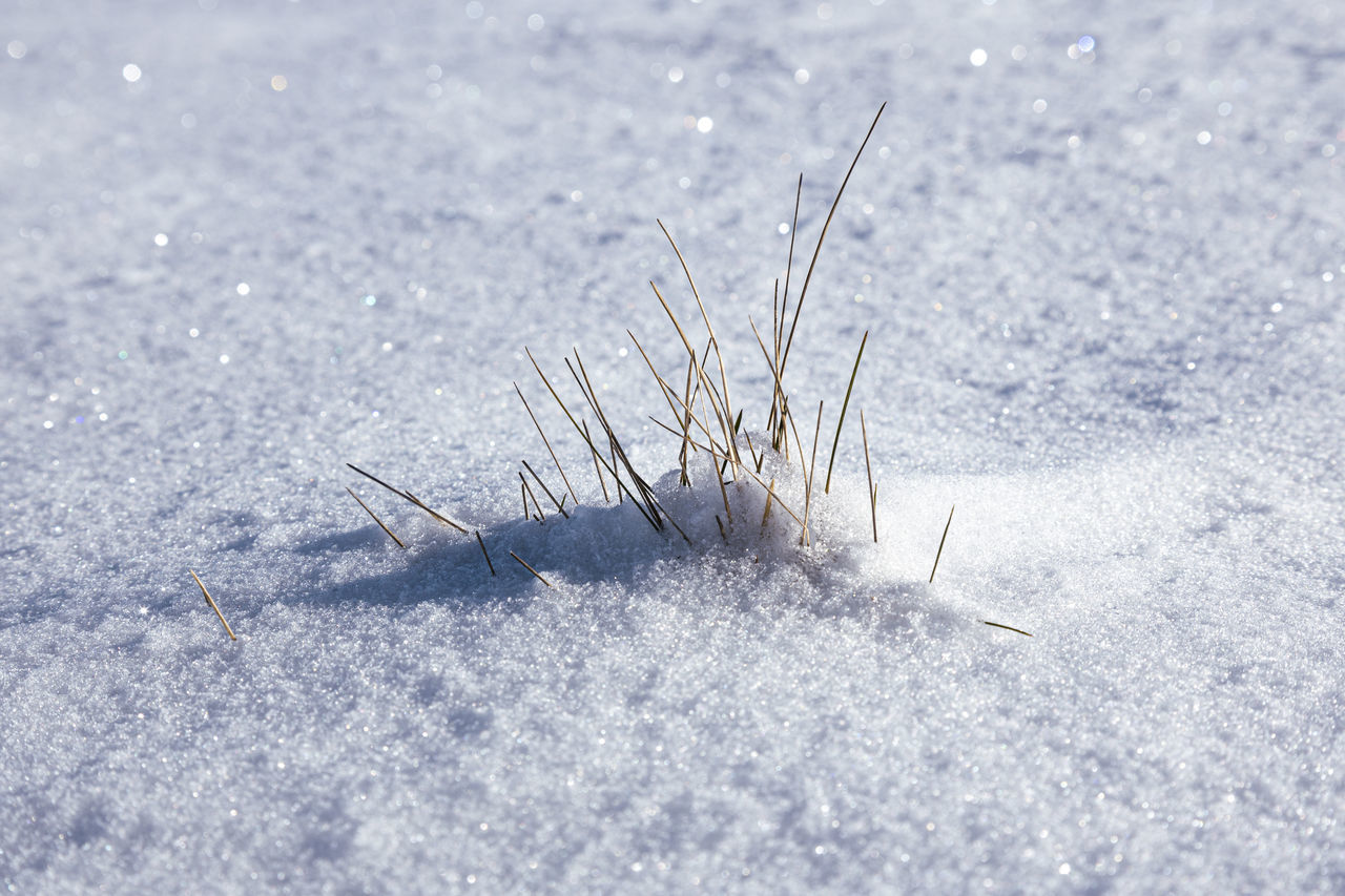 CLOSE-UP OF ANIMAL ON LAND