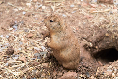 Prairie dog by hole on field