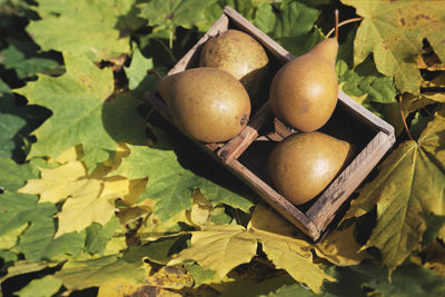 High angle view of apples on tree