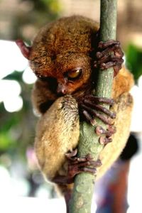 Close-up portrait of an animal