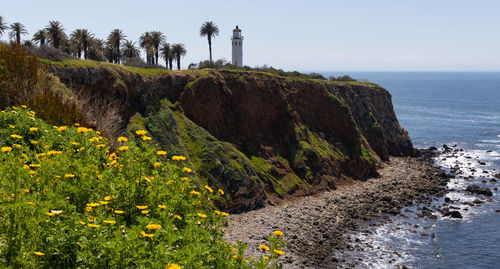 Point vicente lighthouse with flowers in the foreground