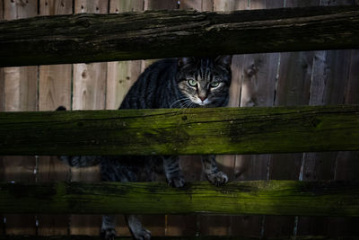 Portrait of cat by a lake