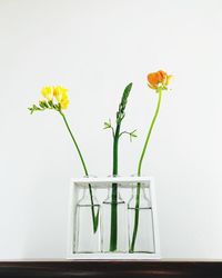 Close-up of yellow flowers in vase against white background