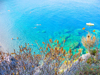 High angle view of plants on beach