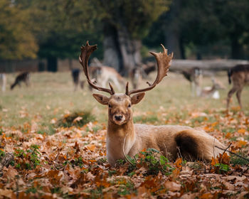 Deer in a field