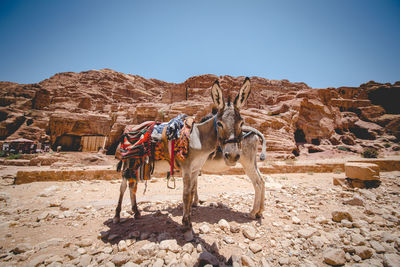 Donkeys against old ruins at desert