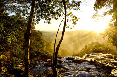 Sunrise forest. tamarana, brazil