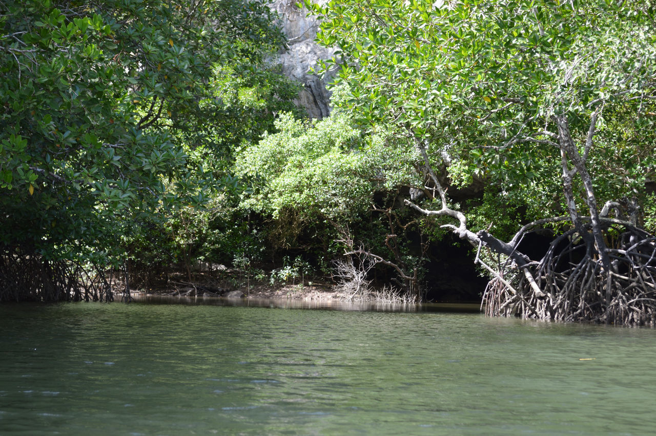 SCENIC VIEW OF LAKE BY TREES IN FOREST