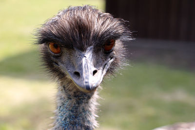 Portrait close-up of emu