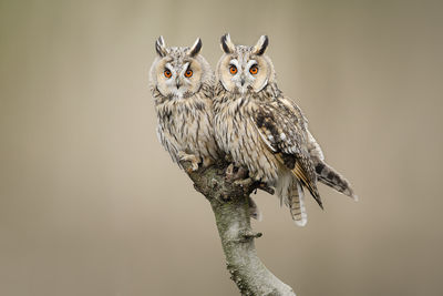 Two long-eared owls resting looking at the camera sitting outdoors on a branch