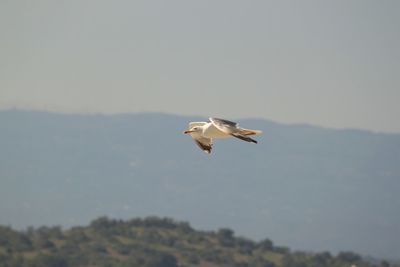 Birds flying over white background