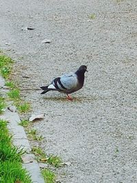 Bird on ground