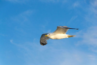 Low angle view of seagull flying against sky