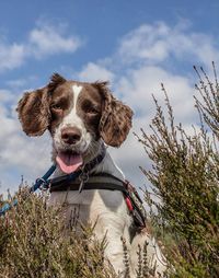 Portrait of dog against clear sky