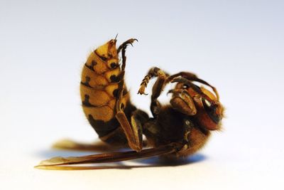 Close-up side view of dead insect over white background