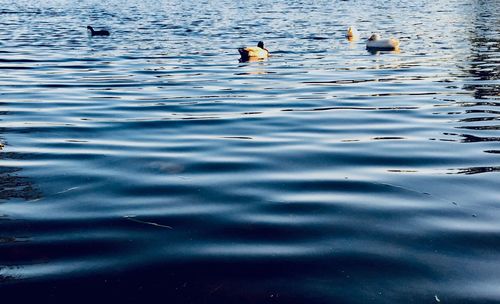 Ducks swimming in lake