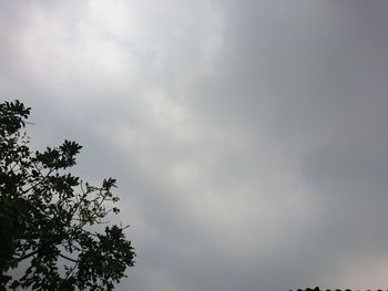 Low angle view of tree against sky