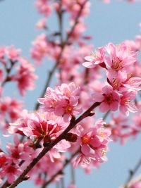 Close-up of pink cherry blossom