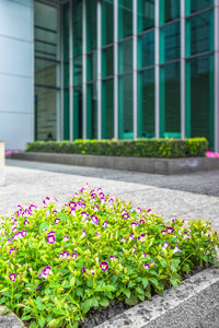 Pink flowering plants by building in city