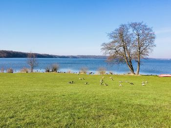 Scenic view of trees on field against sky