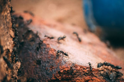 Close-up of insect on tree trunk